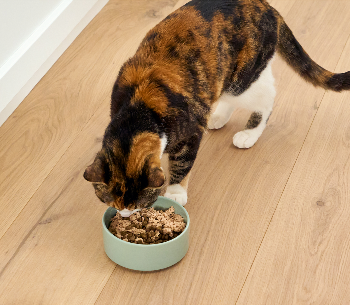 Arctic Char Topper for Cats