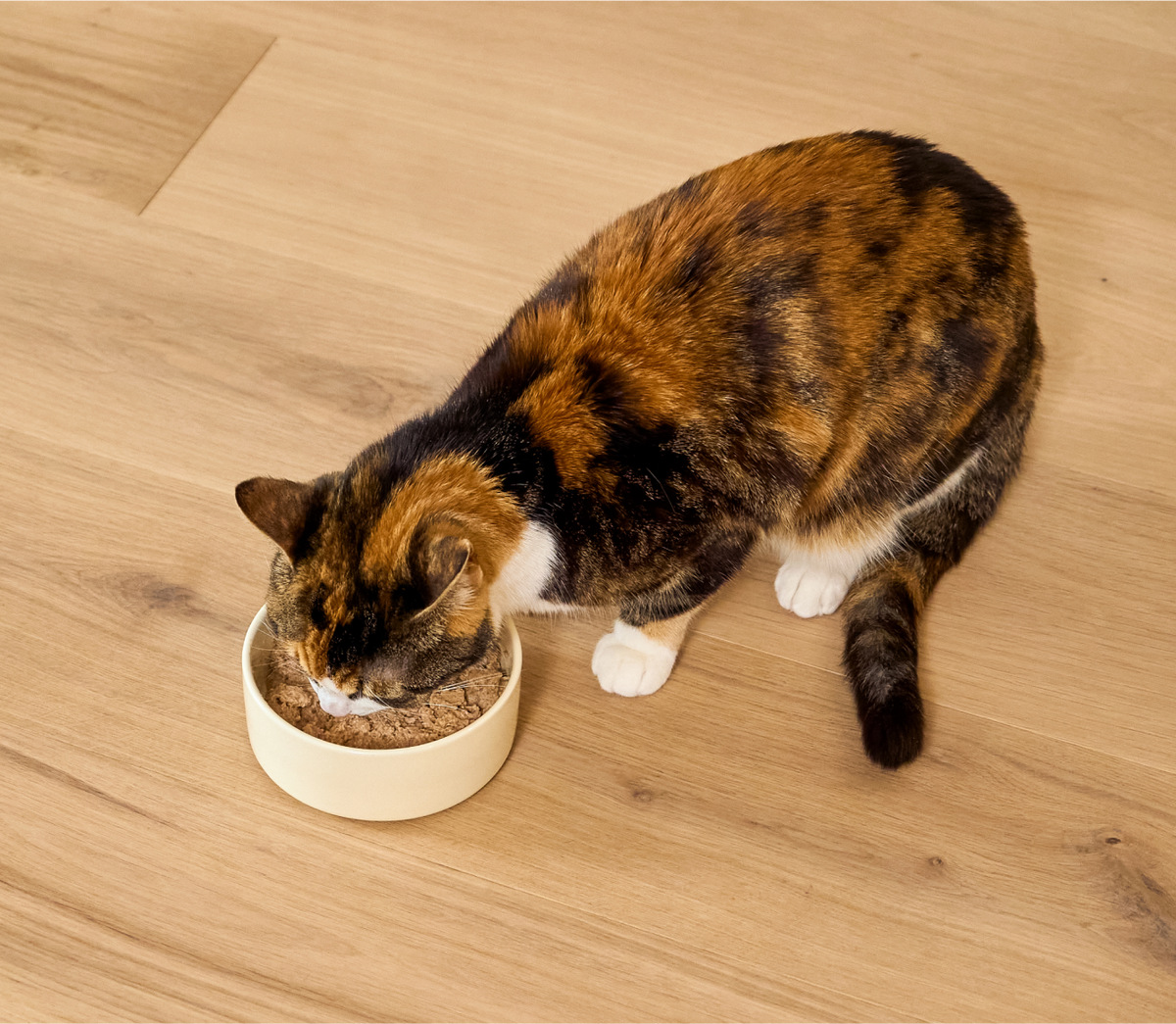 Chicken & Salmon Pâté for Cats