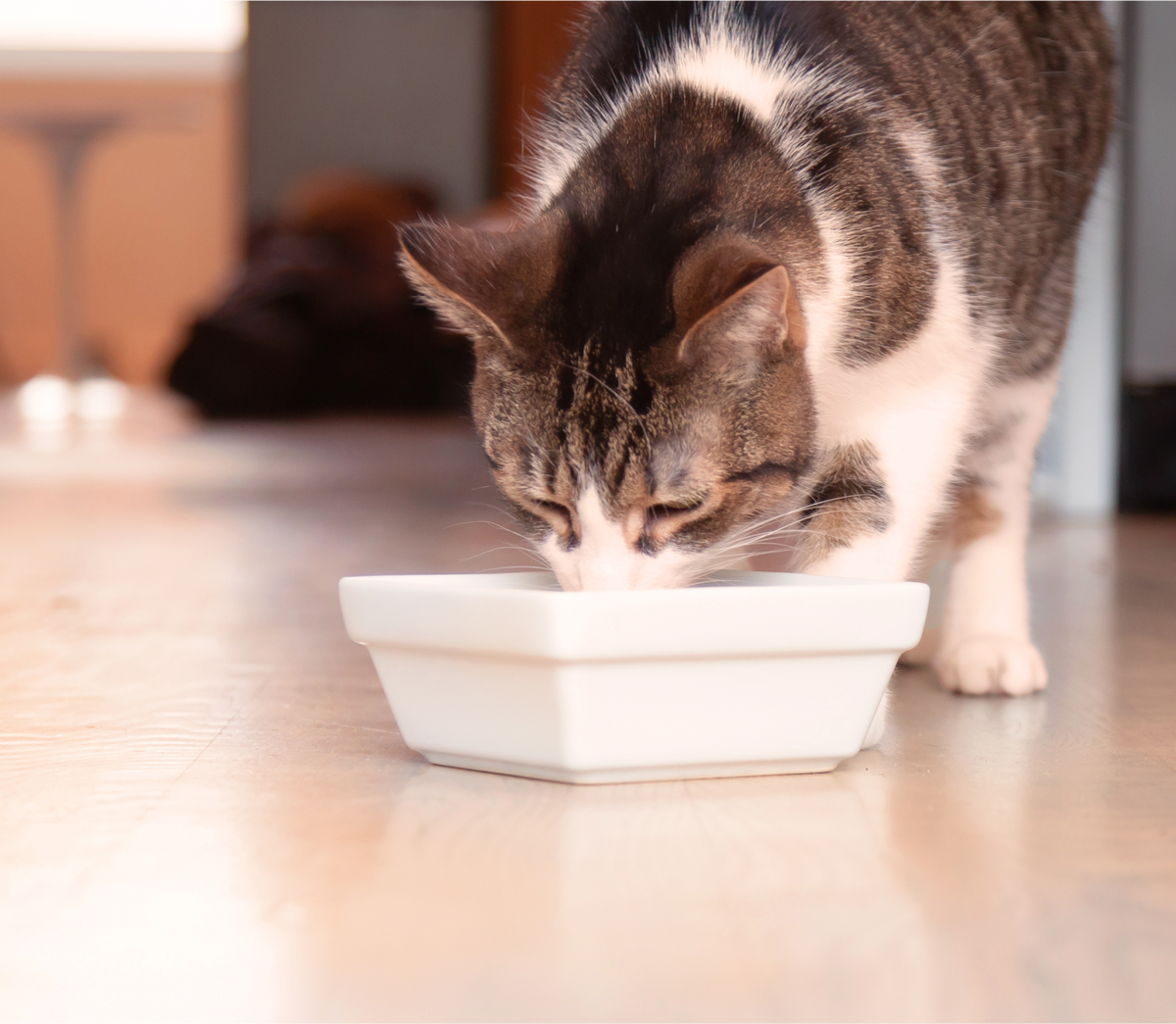 Chicken & Salmon Rustic Blend Wet Cat Food