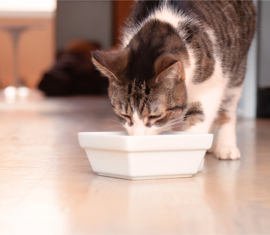 Herring & Mackerel Rustic Blend Wet Cat Food