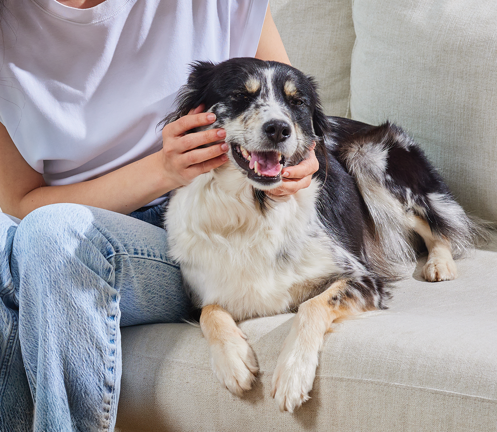 Probiotic Supplement Chews for Dogs