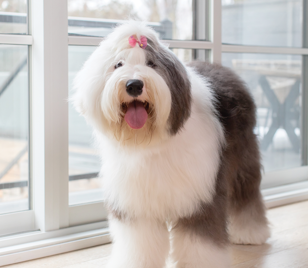 Skin & Coat Supplement Chews for Dogs