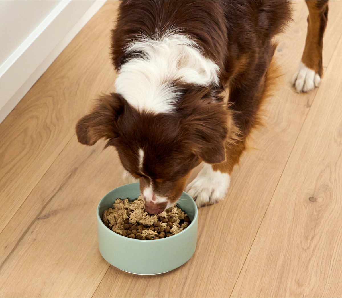 Salmon & Cod Topper for Dogs
