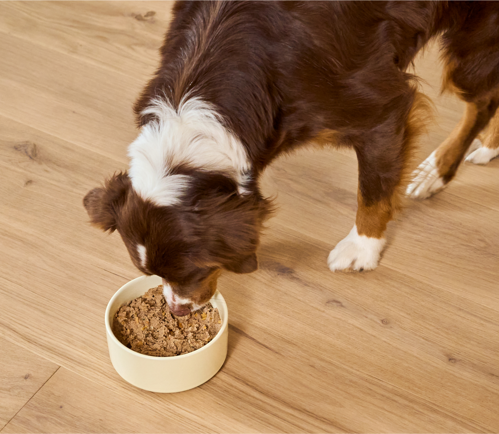Goodbowl™ Homestead Turkey Pâté for Dogs