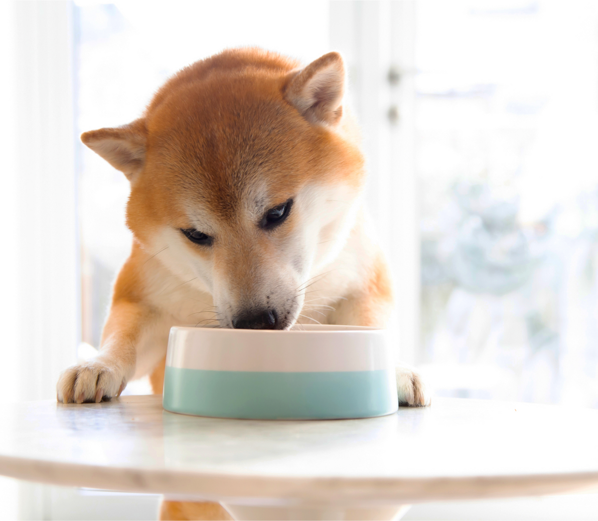 Chicken & Salmon Rustic Stew Wet Dog Food