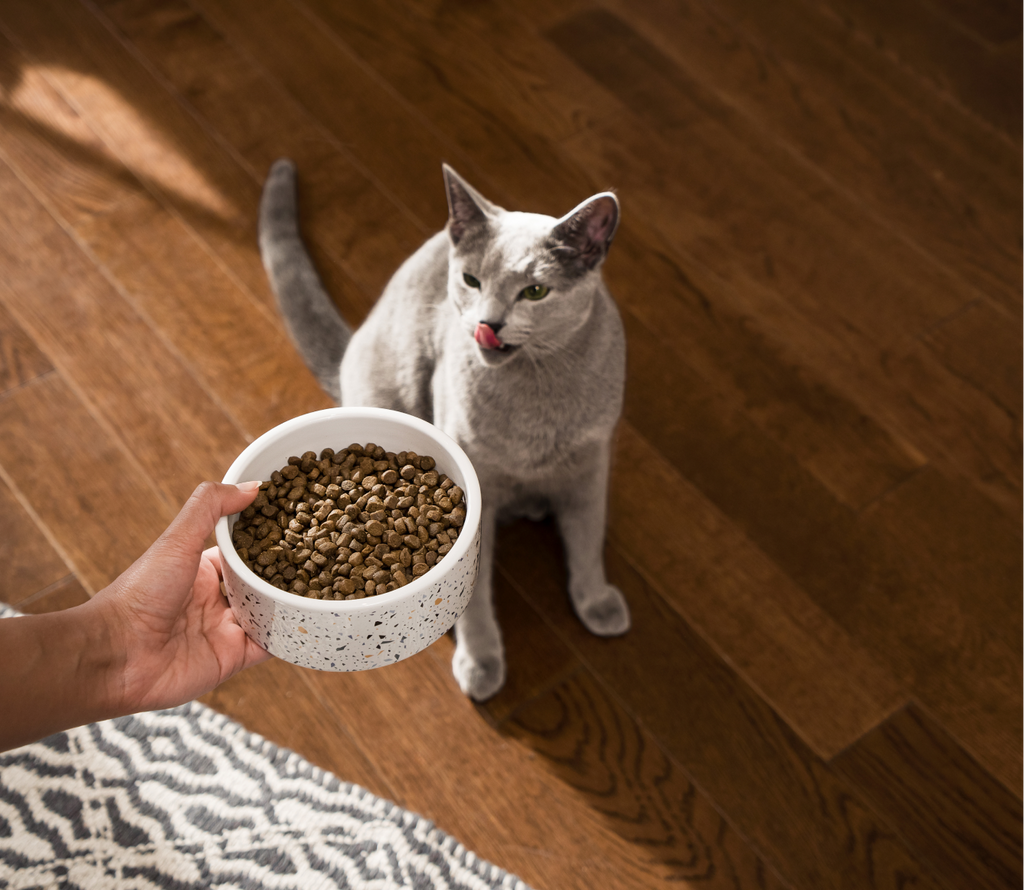 Chicken & Turkey Grain-Free Kitten Kibble