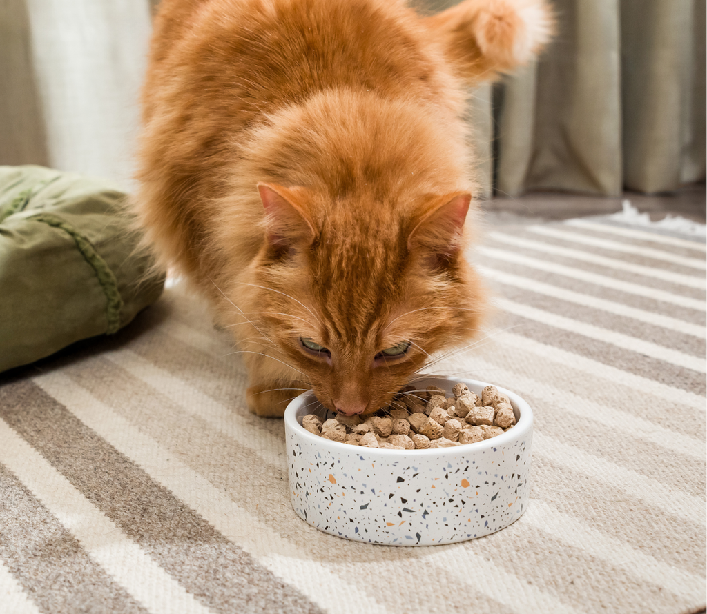 Harvest Chicken Freeze Dried Raw Morsels for Cats