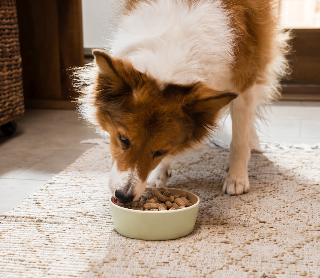 Harvest Chicken Freeze Dried Raw Morsels for Dogs