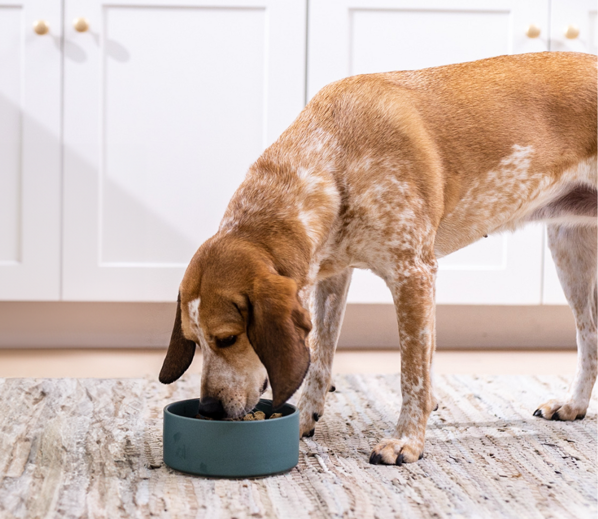 RawMix Tide & Terrain Freeze Dried Raw Morsels for Dogs
