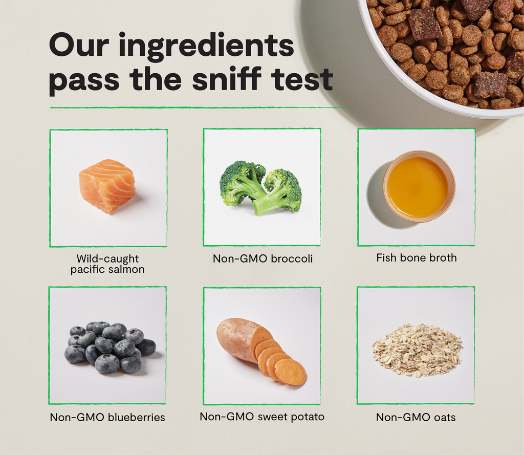 Epic Blend Salmon & Superfood Dry Dog Food